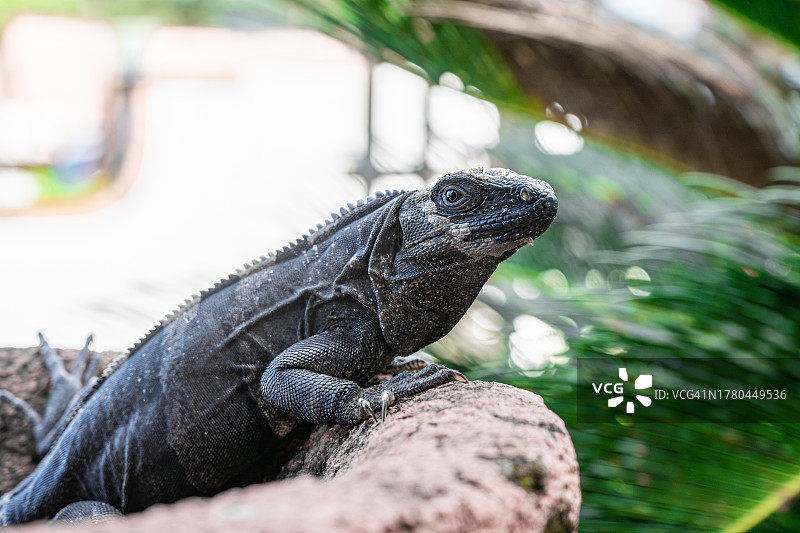 特写：加拉帕戈斯群岛陆鬣蜥图片素材