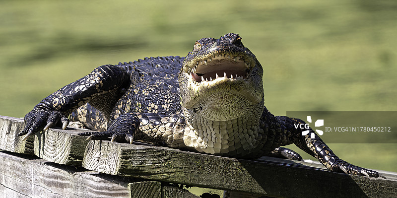 鬣蜥在木头上的特写，夏洛特，北卡罗来纳州，美国图片素材