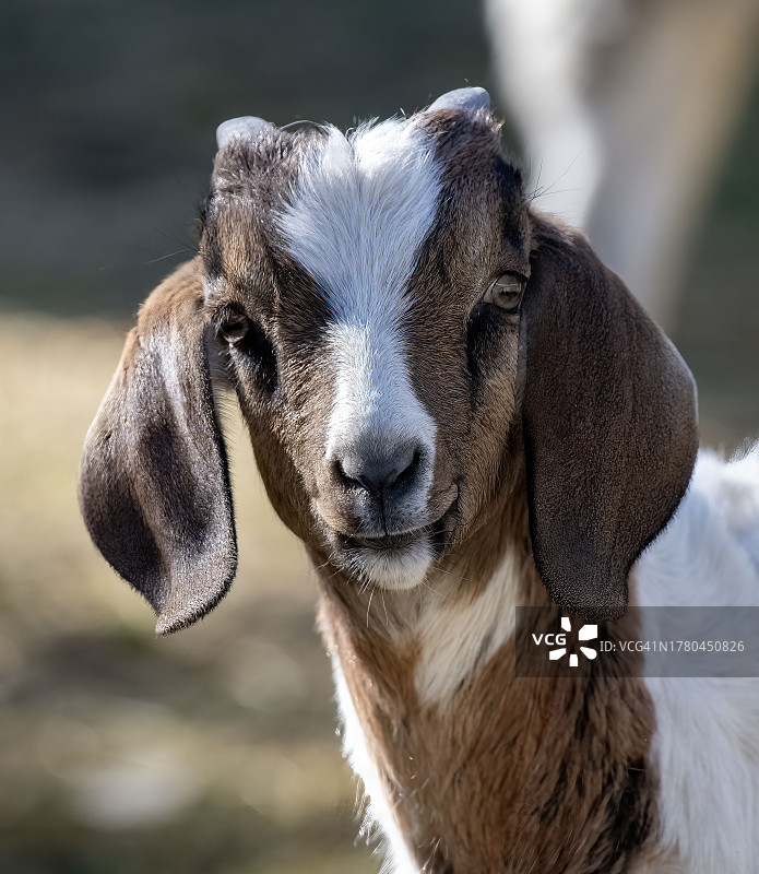 绵羊特写，美国加利福尼亚州吉尔罗伊图片素材
