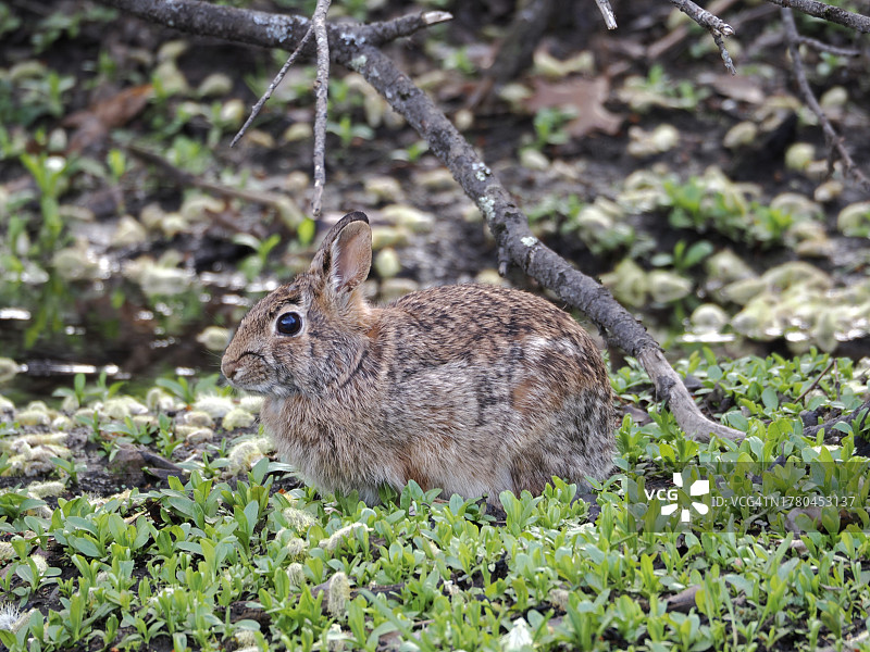 美国马萨诸塞州韦尔斯利原野上的松鼠特写图片素材