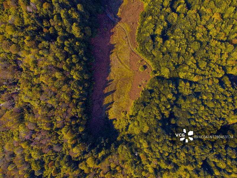 森林树木航拍图片素材