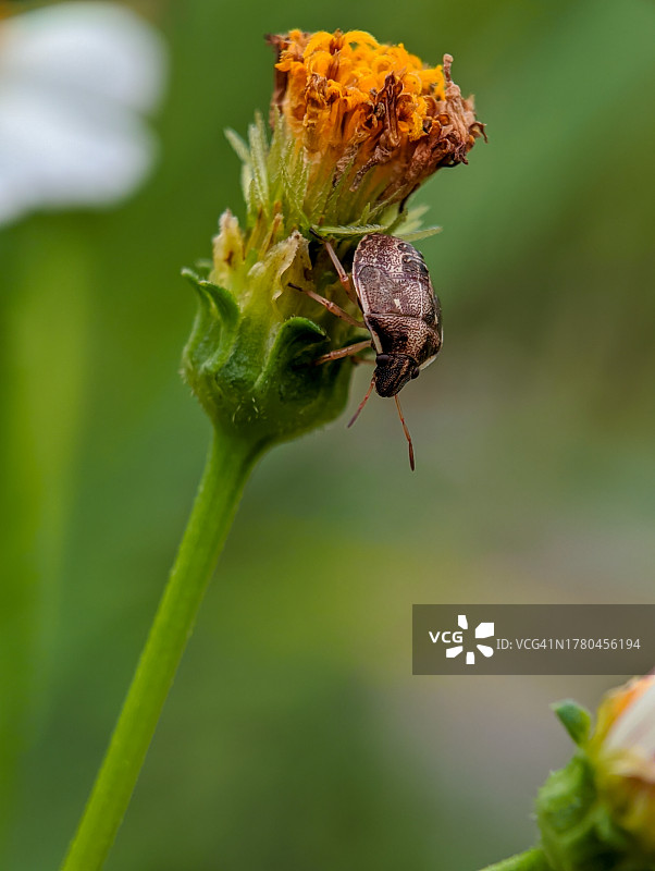 印度尼西亚卡拉瓦奇区枯萎的花朵特写图片素材
