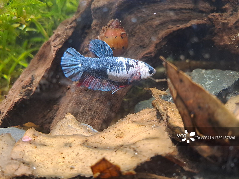 海中游动的鲶鱼特写图片素材