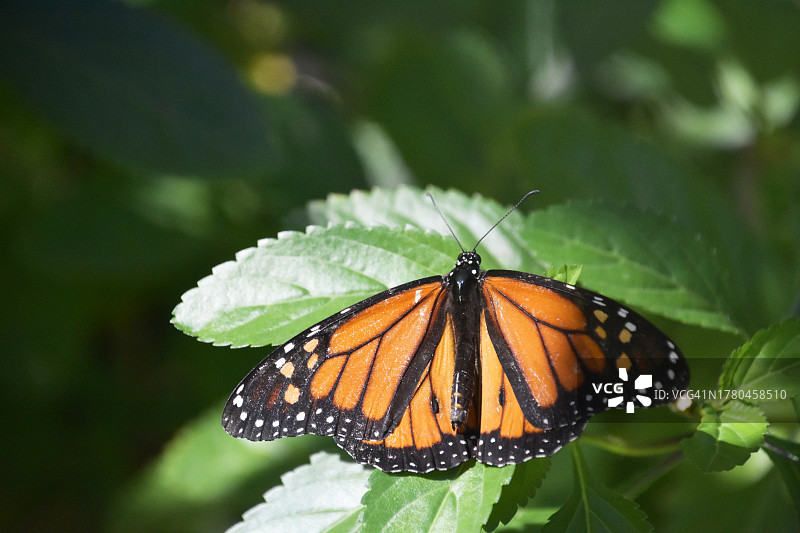 蝴蝶在树叶上的特写图片素材