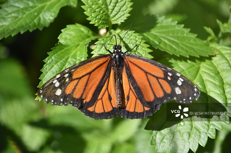 蝴蝶在树叶上的特写图片素材