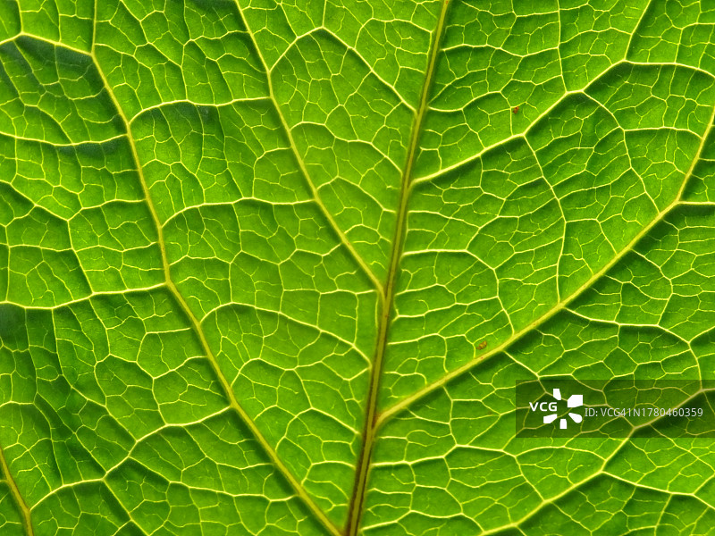 叶子特写镜头图片素材