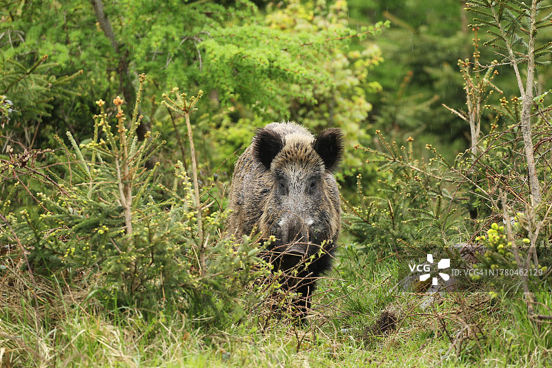 德国巴伐利亚，阿爾高的雨中野猪图片素材