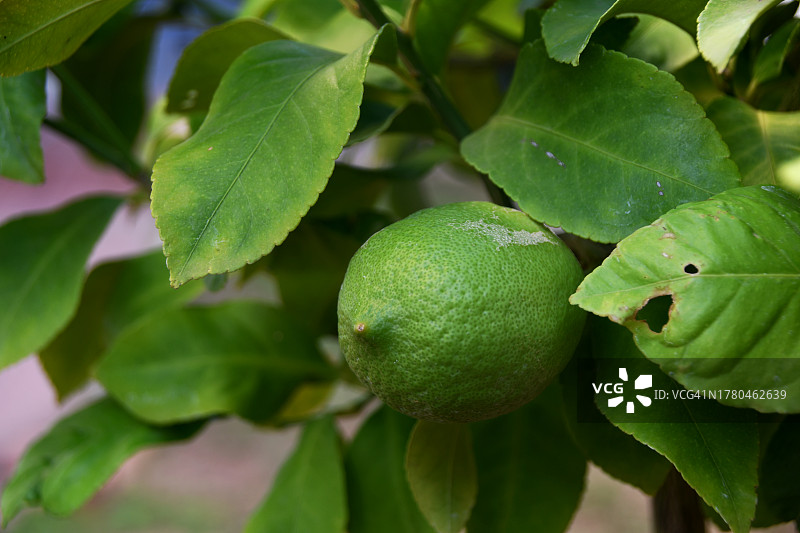 树上生长的水果特写图片素材