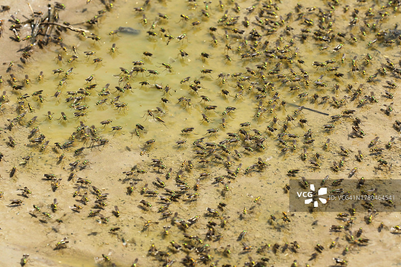 绿蝇在黏土水坑上行走，德国巴伐利亚图片素材