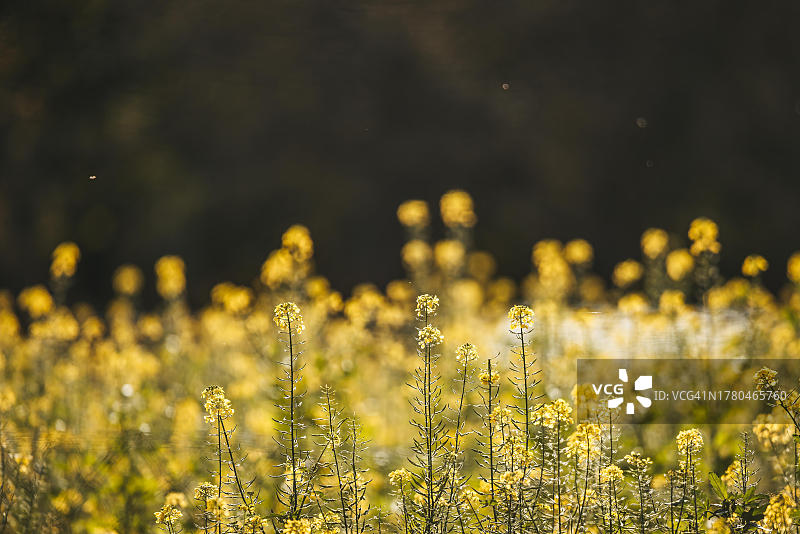 奥地利特尔尼茨的秋季油菜花图片素材