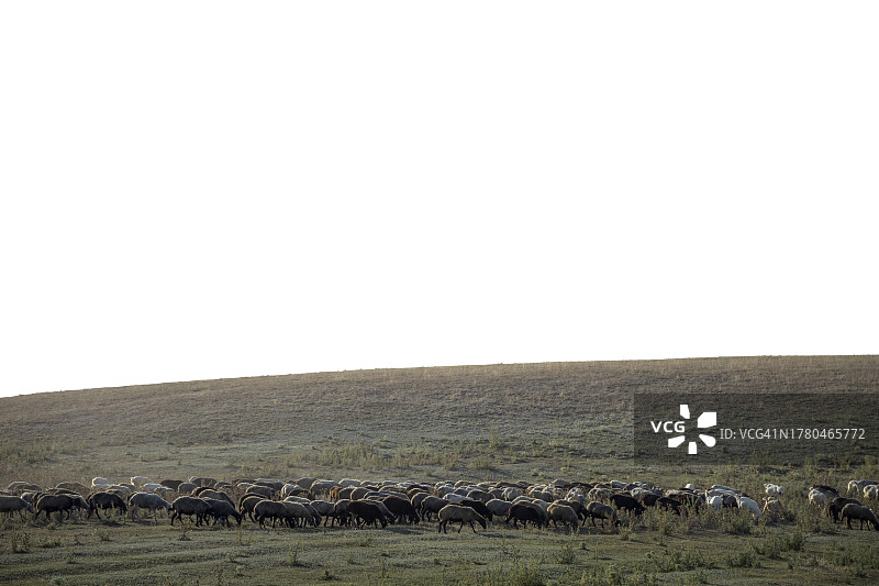 一群羊图片素材