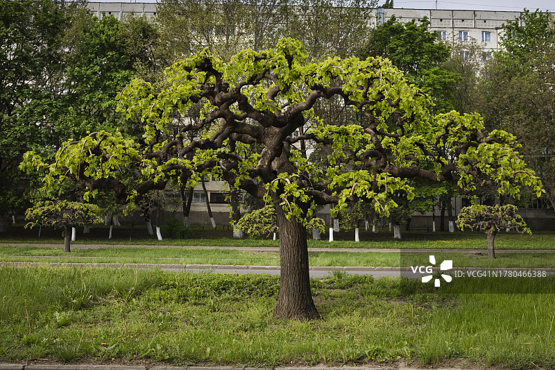 公园里的树图片素材