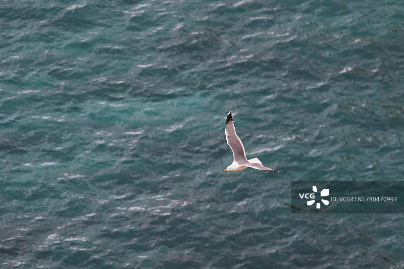 兰佩杜萨岛自然保护区海鸥飞翔景象图片素材