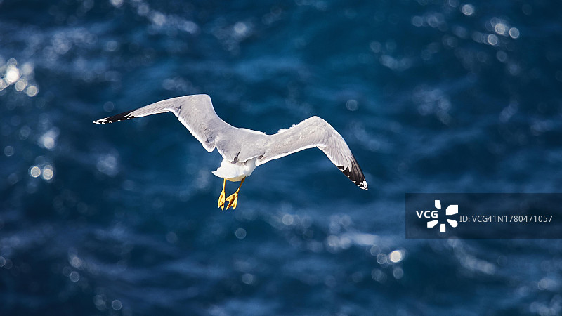 在意大利兰佩杜萨岛的飞行海鸥图片素材