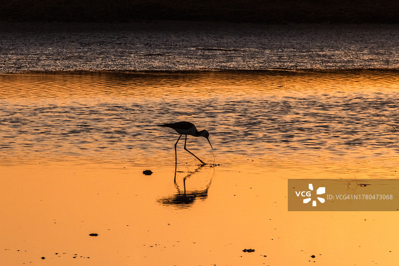 湿地风光图片素材