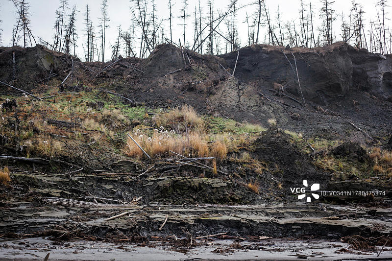 科雷马河岸边的杜瓦尼罐，由于永久冻土融化，河岸断裂，树木下沉，俄罗斯雅库特图片素材