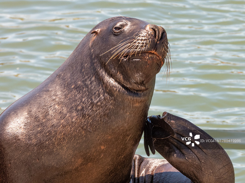 海滩海豹特写图片素材