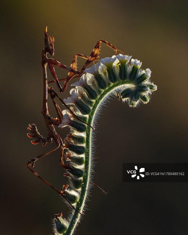 昆虫在植物上的特写图片素材