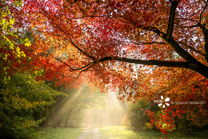 秋天森林里的树木图片素材