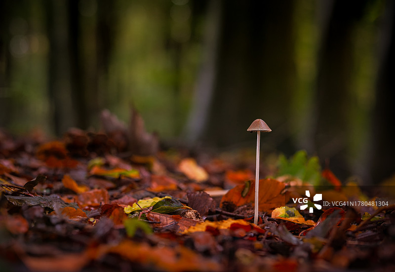 田间蘑菇生长特写图片素材