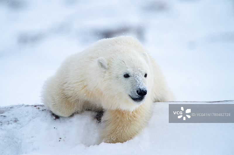 北极熊，美国阿拉斯加图片素材