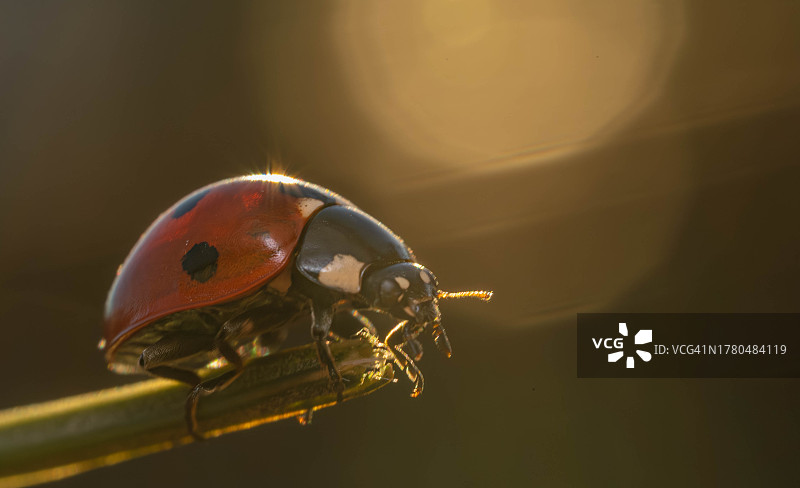 昆虫在植物上的特写图片素材