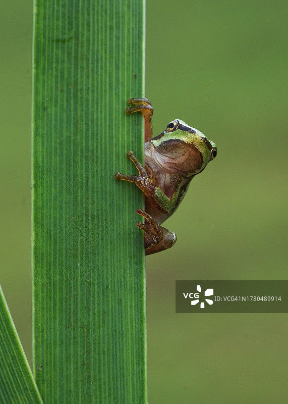 欧洲红叶树木特写图片素材