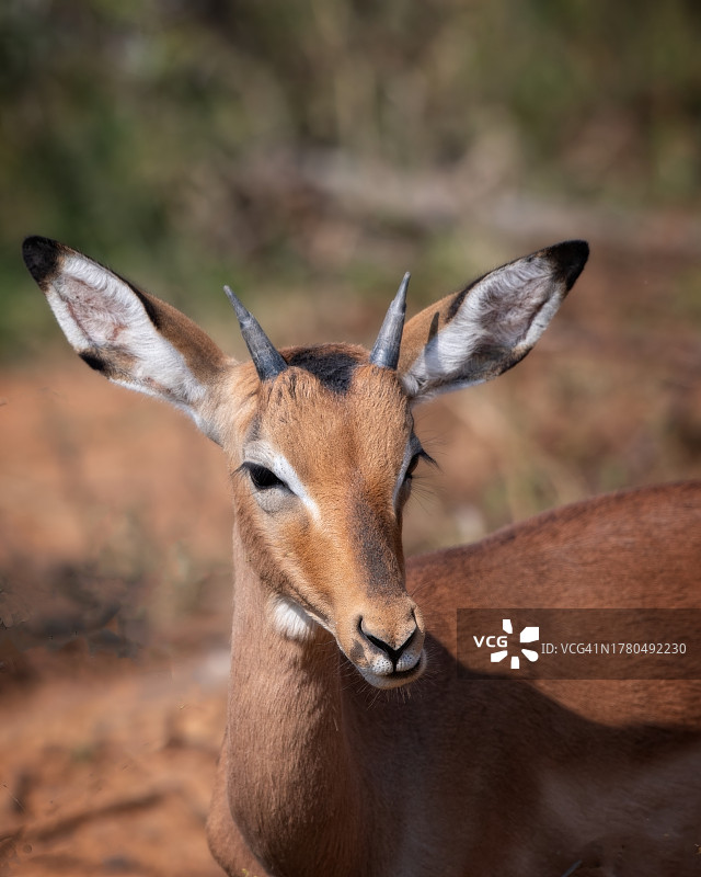 小羚羊图片素材