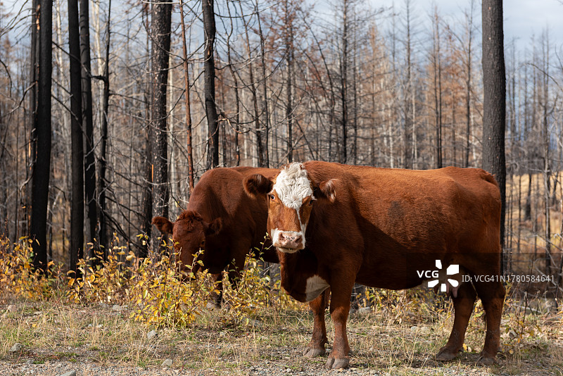 烧毁森林中的牛群图片素材