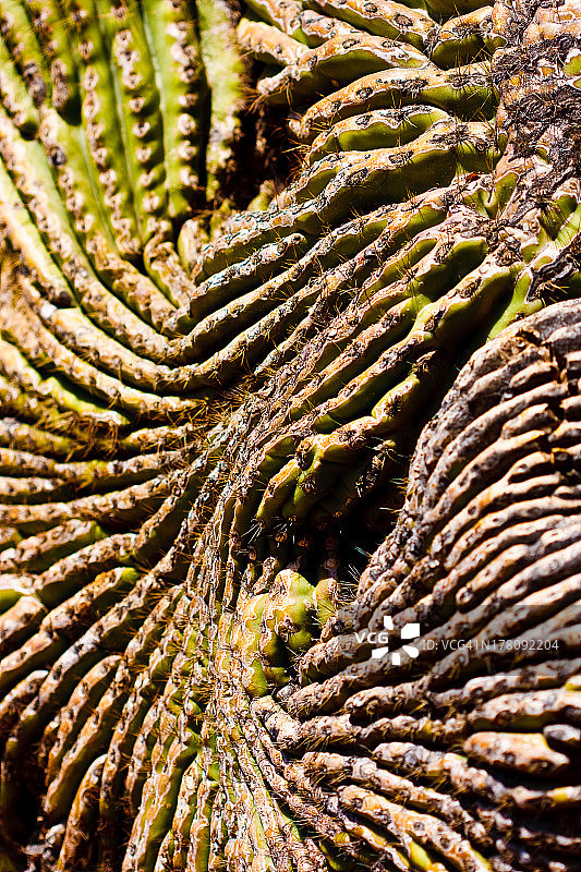 仙人掌的详细纹理图片素材