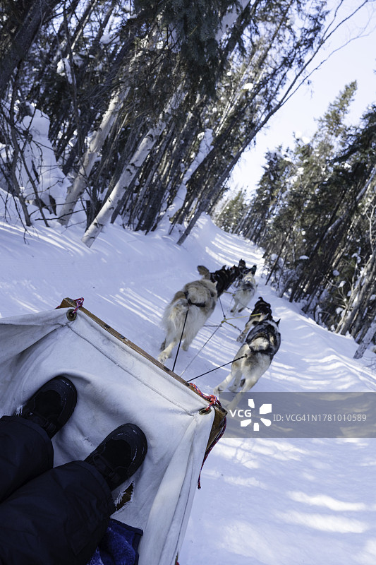 在耶洛奈夫的雪橇犬运动图片素材