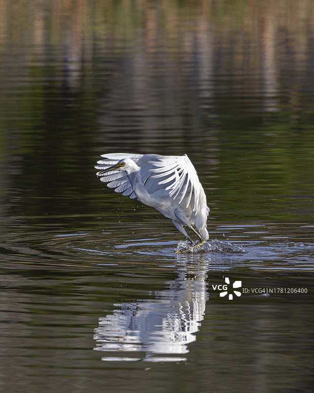 南卡罗来纳州野生动物雪鹭捕鱼图片素材