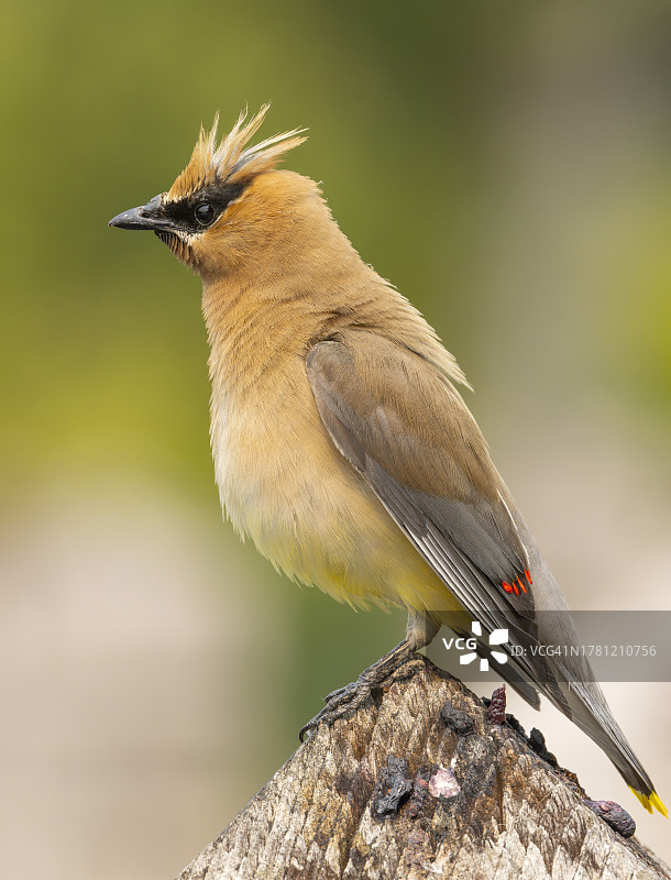 雪松太平鸟的羽冠图片素材