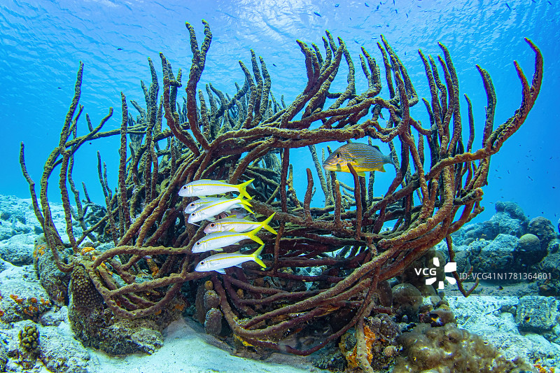 石帆珊瑚虫图片素材