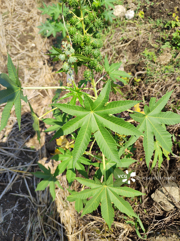 蓖麻植物图片素材