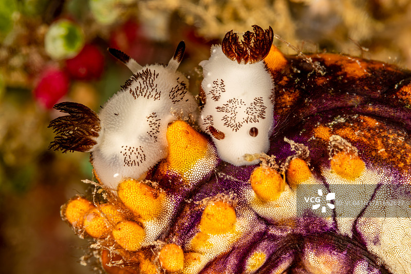 两只环纹海麒麟在金鞘海鞘上，位于印度尼西亚西巴布亚省特里同湾图片素材