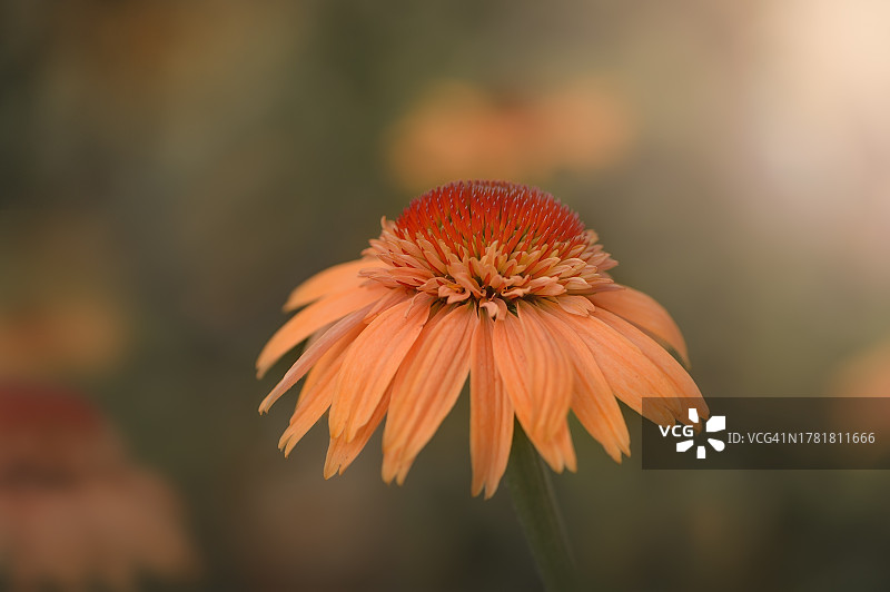 单朵桃色松果菊图片素材