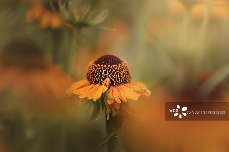 一束Helenium花图片素材