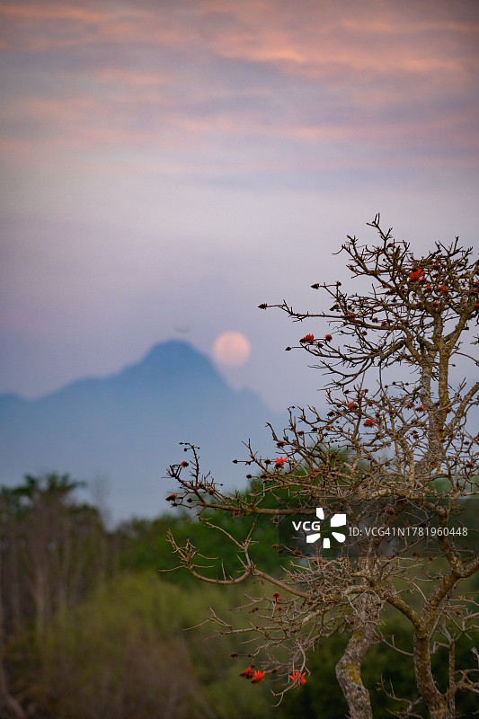 超级满月从山上升起，前景是刺桐树图片素材