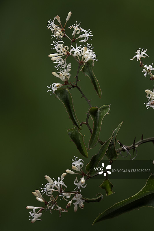 菝葜（常见的菝葜、粗糙的旋花、萨尔萨帕里拉、猫刺、绿刺、带刺的常春藤）-花序图片素材