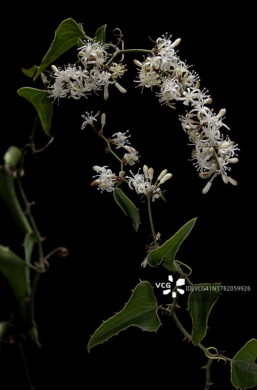 菝葜（常见的菝葜、粗糙的旋花、萨尔萨帕里拉、猫刺、绿刺、带刺的常春藤）-花序图片素材