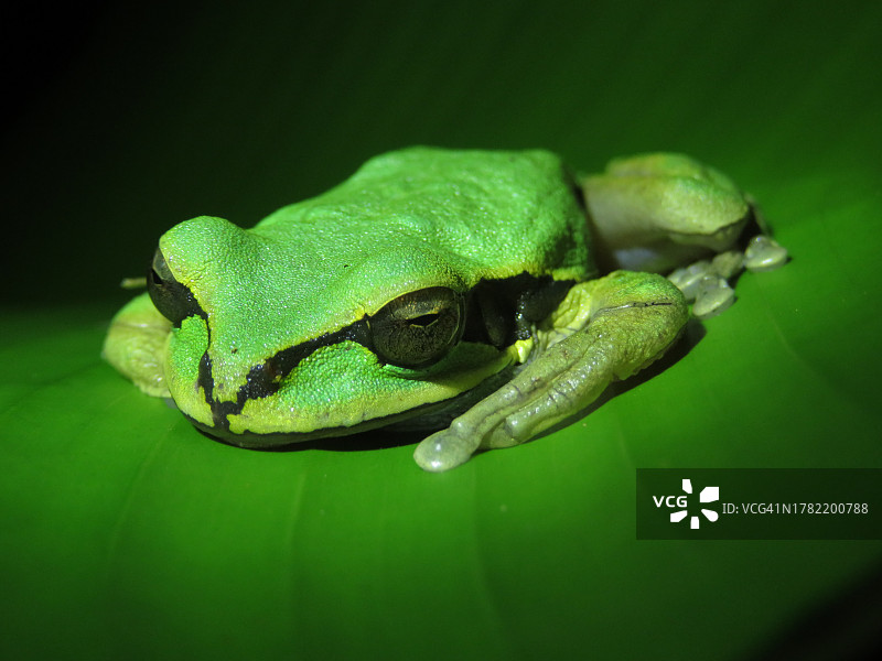 树叶上的红色特写图片素材