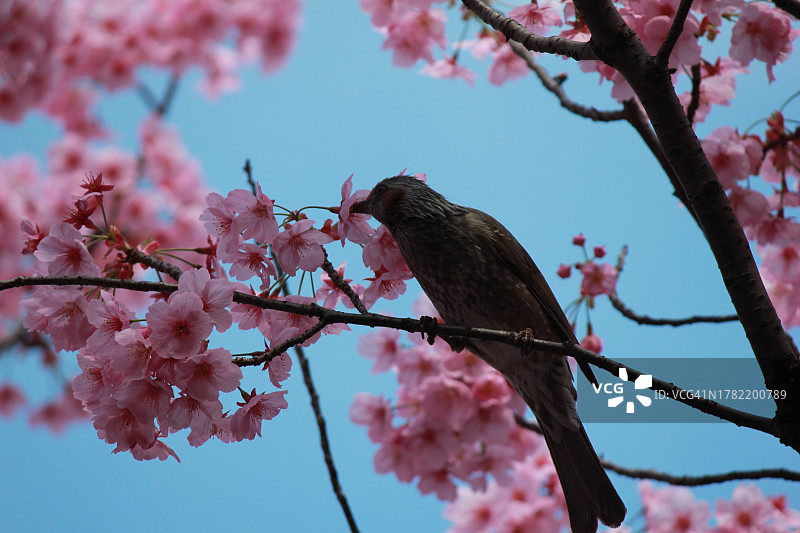 鸟栖息在树上的低角度视图图片素材