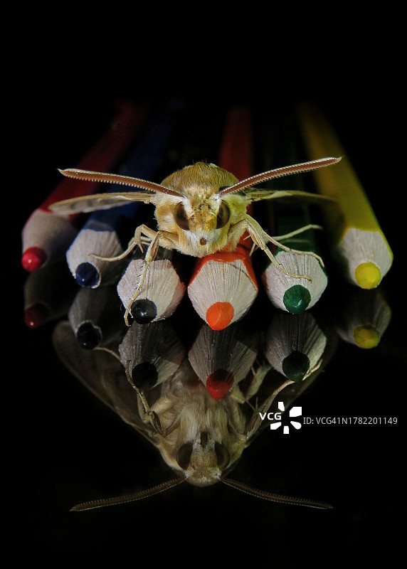 黑色背景上的昆虫特写图片素材