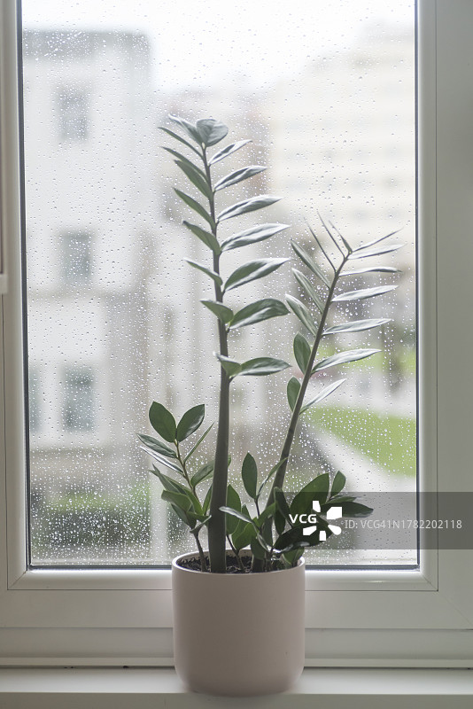 盆栽ZZ植物（Zamioculcas zamiifolia）图片素材