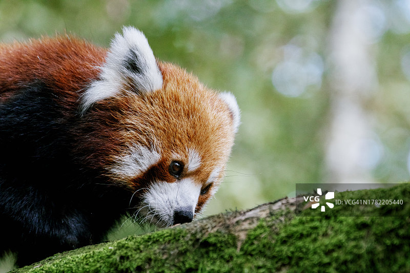 树上的狐猴特写图片素材