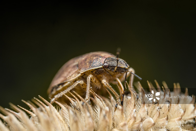 昆虫在植物上的特写图片素材