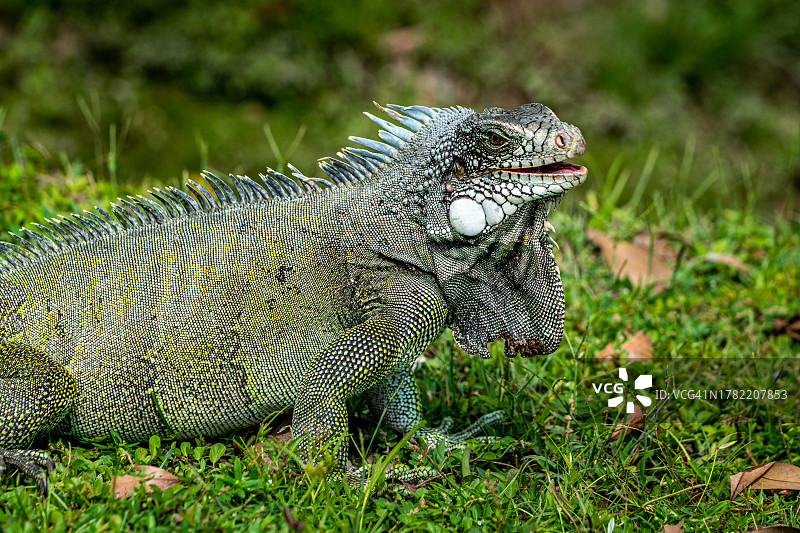 田野上的绿色鬣蜥特写图片素材