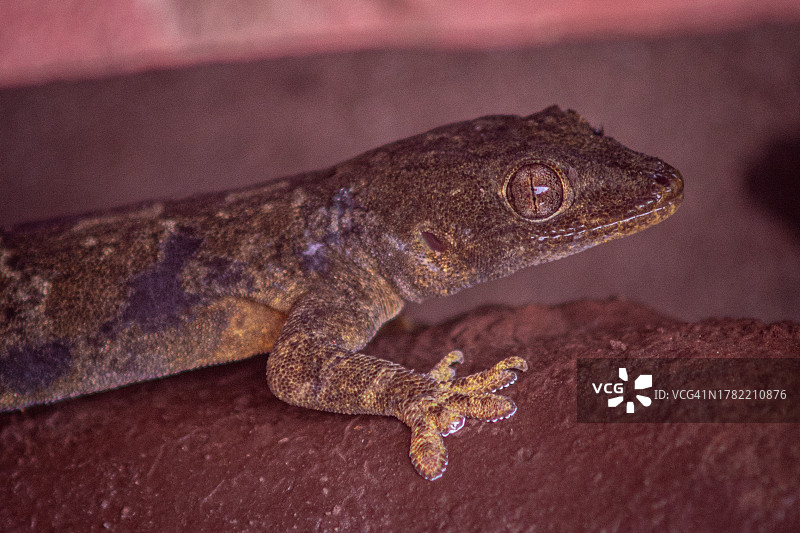 岩石上壁虎的特写图片素材