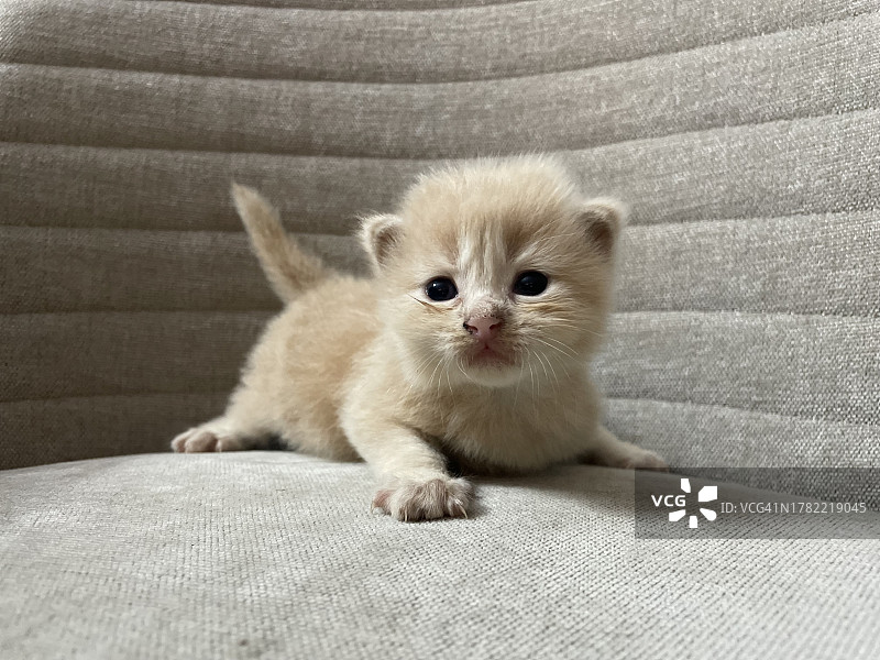 坐在家里沙发上的小猫肖像，印度尼西亚南苏拉威西望加锡图片素材